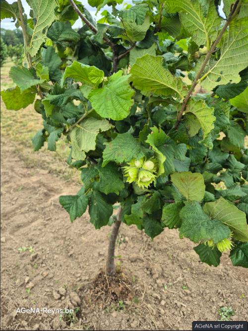 De belles noisettes chez notre partenaire