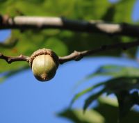 Vergers de noisetiers