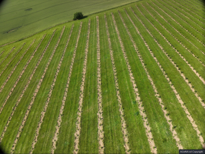 Pourquoi investir dans un verger de noisetiers en Belgique ?